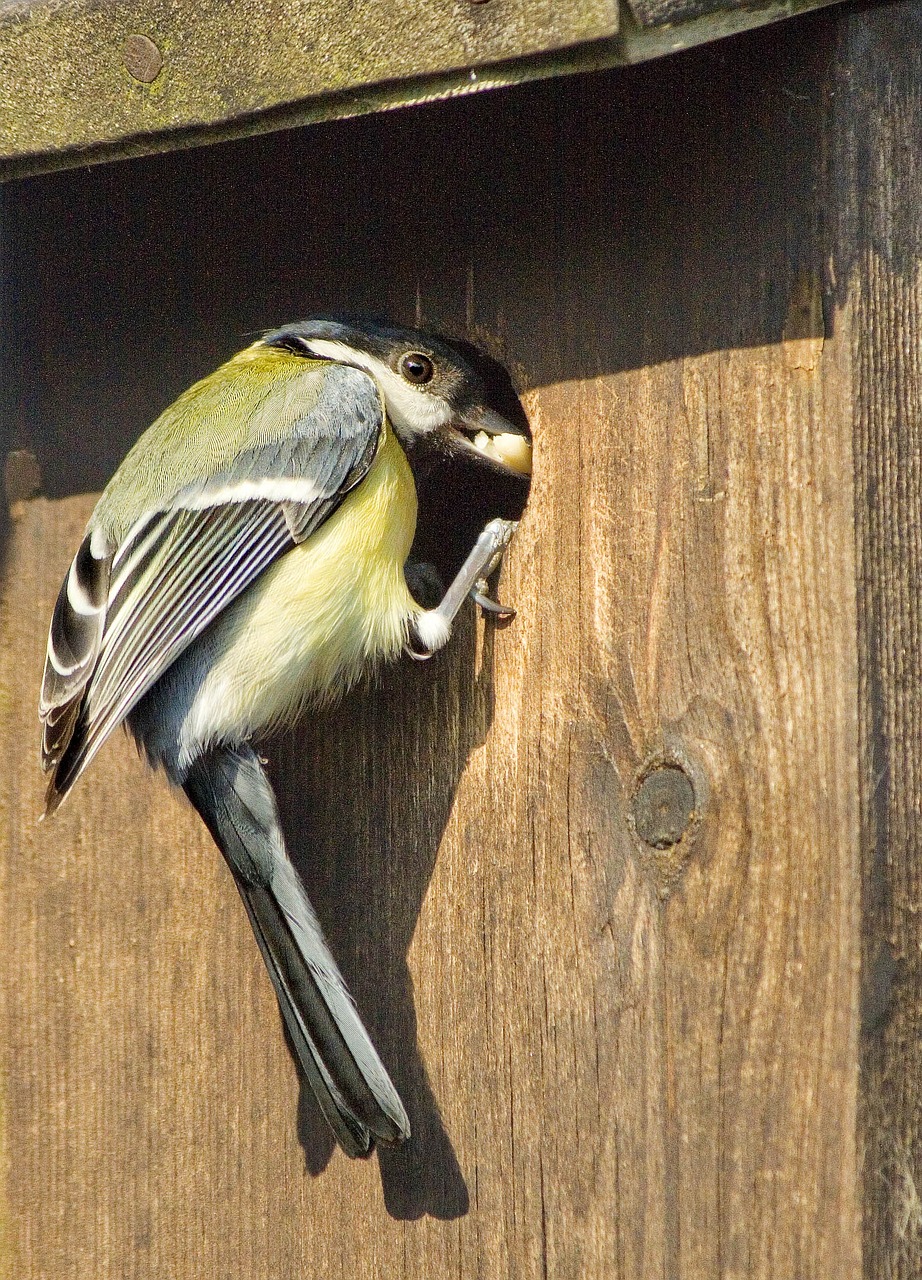 great tit, english garden bird, nesting box in garden-1164947.jpg