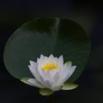 lotus, flower, water lily-6335296.jpg