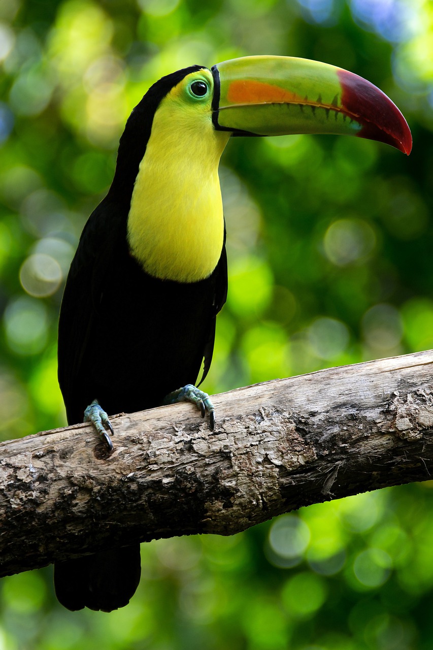 toucan, bird, animal-6365043.jpg