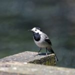 white wagtail, bird, perched-6384653.jpg